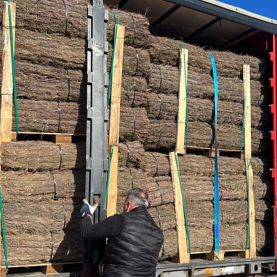 Trailer cargado con rollos de brezo natural 100% Nacional con destino Francia para un cliente mayorista