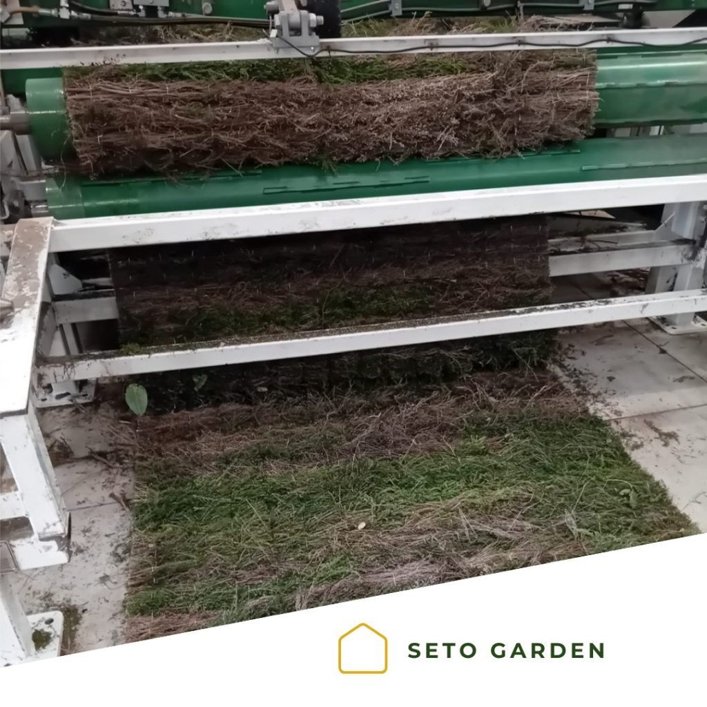 ¿Quieres ver cómo se fabrica el brezo natural que llega a tu jardín?